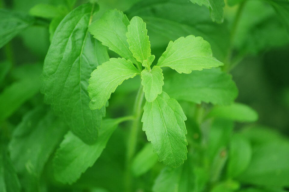 Stevia plant Hoeksche chips